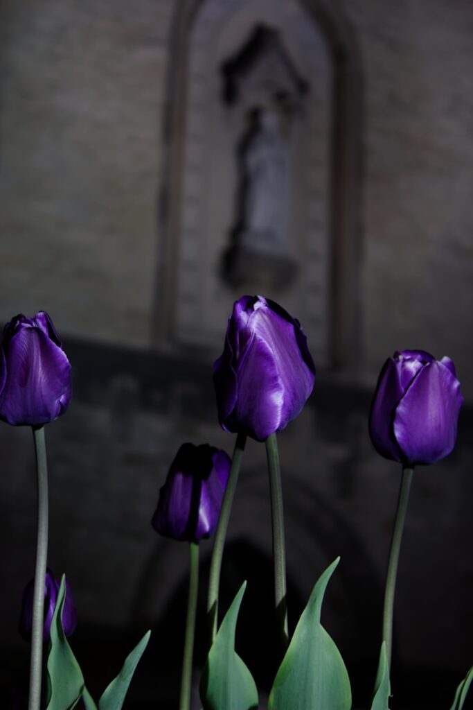 purple tulips in bloom during daytime