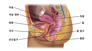 여성의 방광과 짧은 요도 구조를 보여주는 의학적 해부도 이미지.